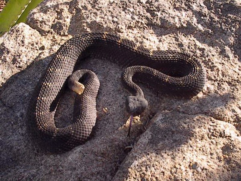 Crotalu viridis cerberus