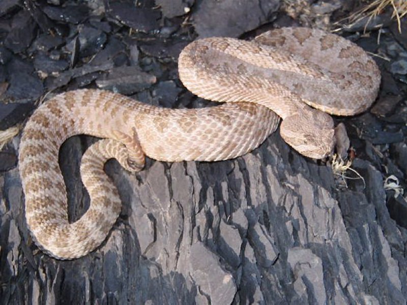 Crotalus viridis abyssus