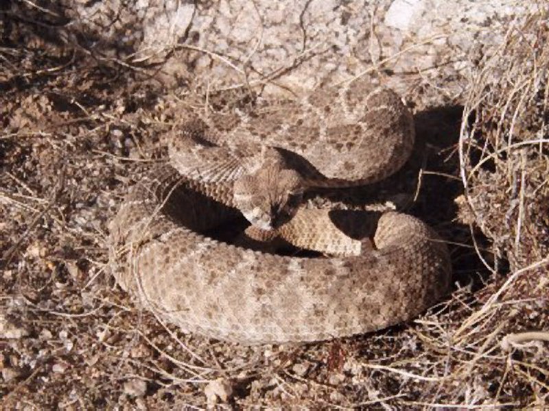 Crotalus atrox