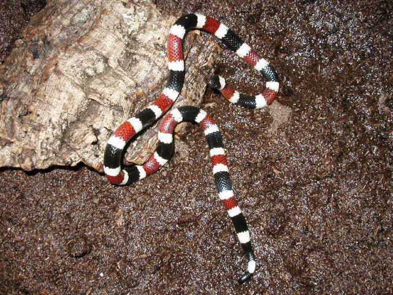 Western coral snake- Micruroides euryxanthus