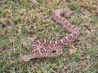 Crotalus scutulatus