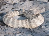 Crotalus tigris