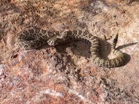 Crotalus viridis viridis