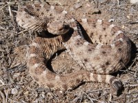 Crotalus cerastes